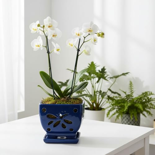 Blue Ceramic Orchid Pots with Holes Square Orchids Pots 5.5 inch - color: Blue