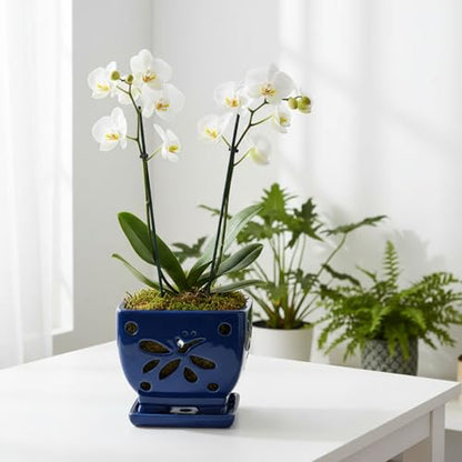Blue Ceramic Orchid Pots with Holes Square Orchids Pots 5.5 inch - color: Blue