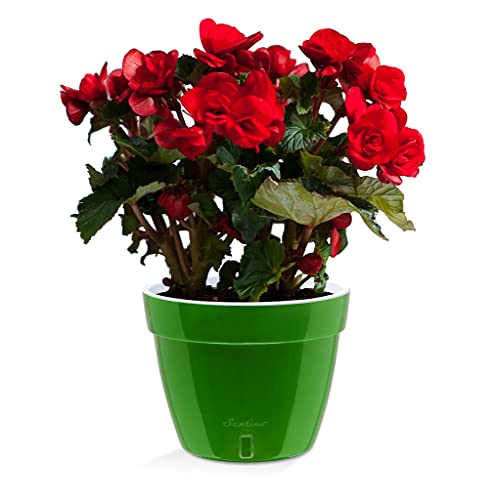 Santino AST 7.9 Inch Self Watering Planter Green-Gold/White for Indoor Plants - Premium Quality Plastic Pot with Water Level Indicator for All House Herbs, Plants, African Violets and Dahlias - color: Green-gold/White, size: 7.9-Inch