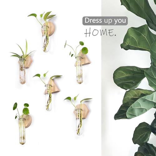 Wall Hanging Glass Planter Plant Propagation Station