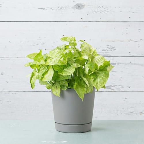 Root & Vessel Majestic Full Depth Round Cylinder Pot, Glossy Gray, 10-Inch (10100) - color: Gray, size: 10 Inch