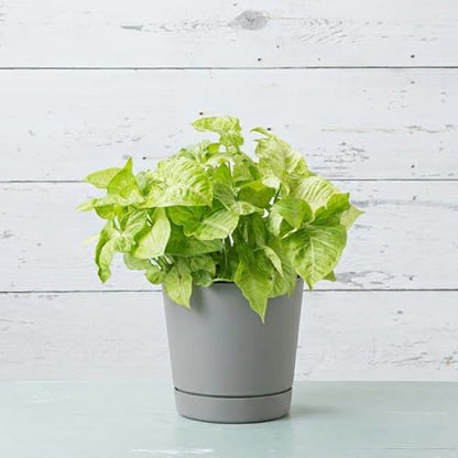 Root & Vessel Majestic Full Depth Round Cylinder Pot, Glossy Gray, 10-Inch (10100) - color: Gray, size: 10 Inch