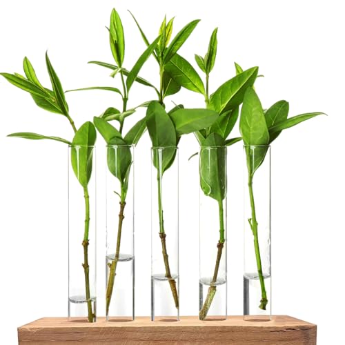 30Pcs 15ml Clear Plastic Test Tubes for Plant Propagation, Hydroponic Flower Vases, Round Bottom Tubes for Science Experiments, Candy Beads Storage, Home Office Wall Decor (5.9", 0.63" Dia)