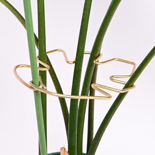 5PCS Monstera Stem Support Stake with Clip-5.5*4.7IN Stem Holder - size: 5.5 x 4.7 inches