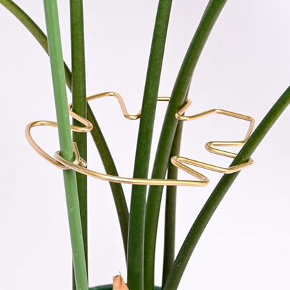 5PCS Monstera Stem Support Stake with Clip-5.5*4.7IN Stem Holder - size: 5.5 x 4.7 inches