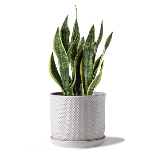 8 Inch Plant Pots: Ceramic Planter with Drainage Hole & Saucer - Flowerpot for Indoor & Outdoor Plants - Beaded Embossed Design White - with Separate Tray - color: Beaded Embossed, size: 8 inch