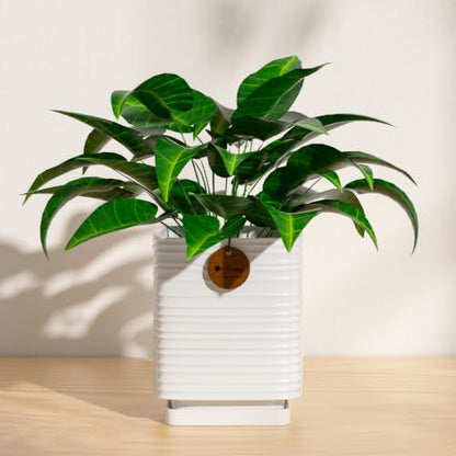 5.9 Inch White Ceramic Planter with Drainage and Saucer - color: Matte White, size: Medium
