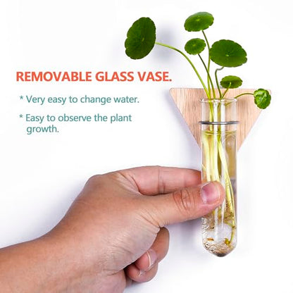 Wall Hanging Glass Planter Plant Propagation Station