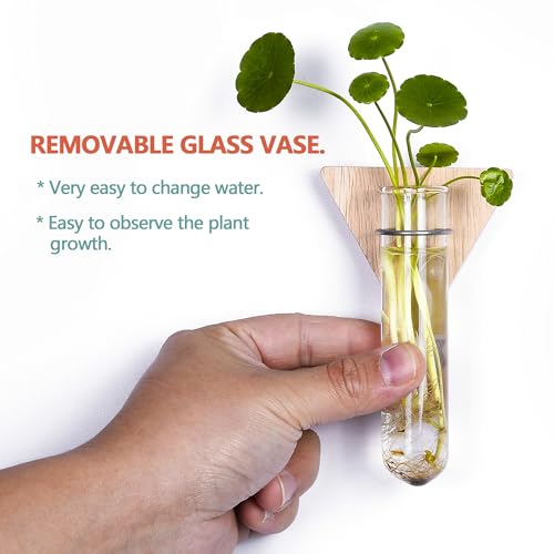 Wall Hanging Glass Planter Plant Propagation Station