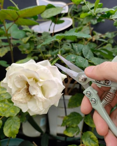 Fondwell 6" Small Pruning Shears Garden Scissors for Indoor Plants Trimming