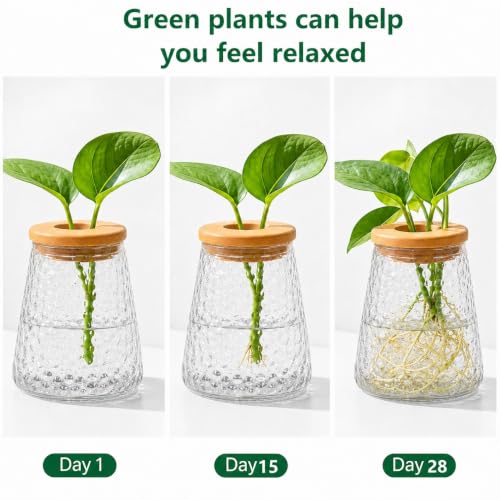 Desktop Plant Hydroponic Vases, Water Plant Jars, Gardening Gifts for Office and Home, Outdoor, Transparent Ripple Pattern - color: Transparent Ripple Pattern