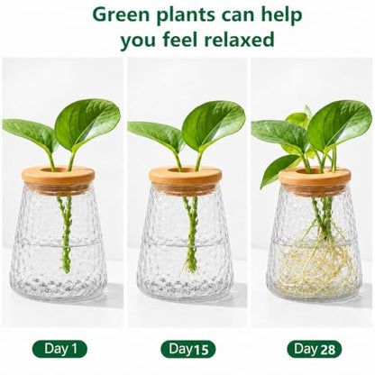 Desktop Plant Hydroponic Vases, Water Plant Jars, Gardening Gifts for Office and Home, Outdoor, Transparent Ripple Pattern - color: Transparent Ripple Pattern