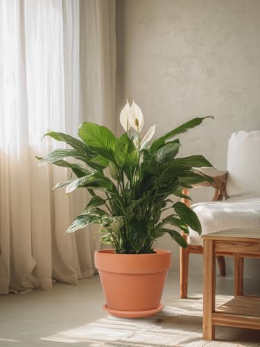 INGOFIN 12 Inch Terracotta Pot with Saucer - Ceramic Clay Pot for Plants with Drainage Hole, Large Terra Cotta Flower Planter with Tray for Indoor Outdoor Plants - size: 12 Inch