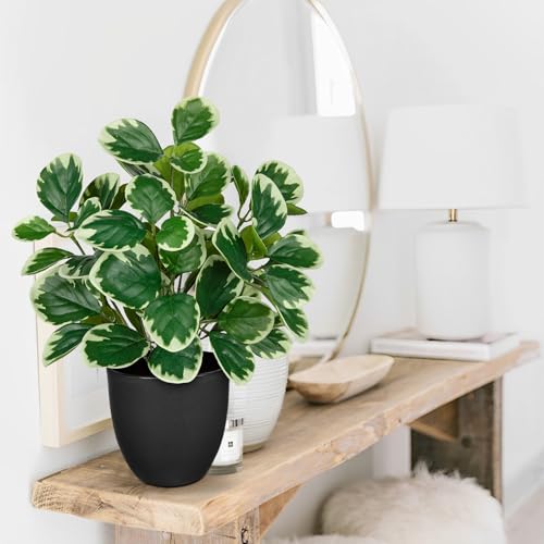 Villa Como 14.5" Artificial Plants Indoor Small Faux Peperomia Plant - color: #Funny White Margin