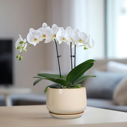 G EPGardening Ceramic Pot for Plants, 6 Inch Planter with Drainage, Beige - color: Beige, size: 5 Inch