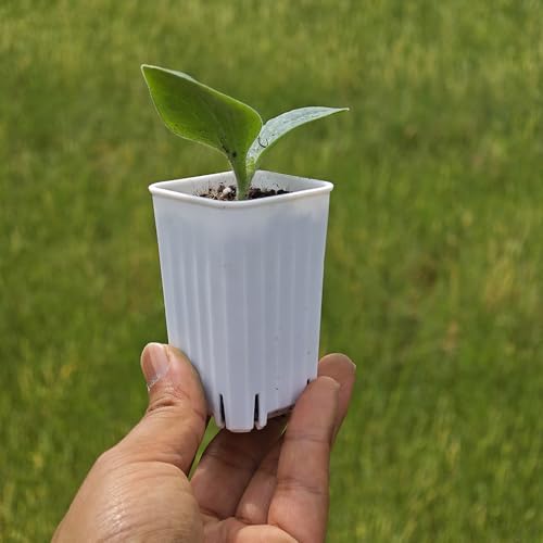 60 Pack 1.95 Inch Tiny White Plastic Square Nursery and Seedling Pot, Mini Deep Transplant Seed Starter Planter with Drain Hole for Germination, Herb, Succulent - color: White