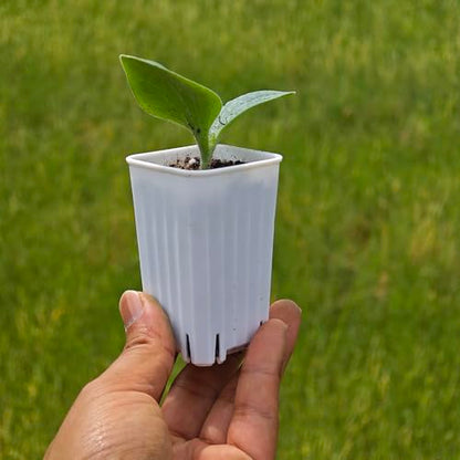 60 Pack 1.95 Inch Tiny White Plastic Square Nursery and Seedling Pot, Mini Deep Transplant Seed Starter Planter with Drain Hole for Germination, Herb, Succulent - color: White