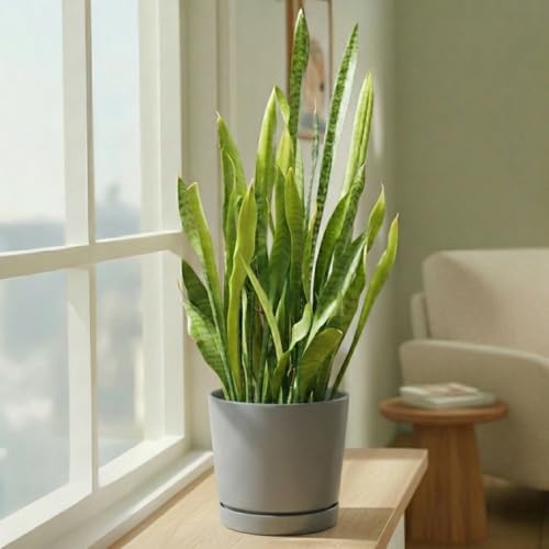 Root & Vessel Majestic Full Depth Round Cylinder Pot, Glossy Gray, 6-Inch (10060) - color: Gray, size: 6 Inch