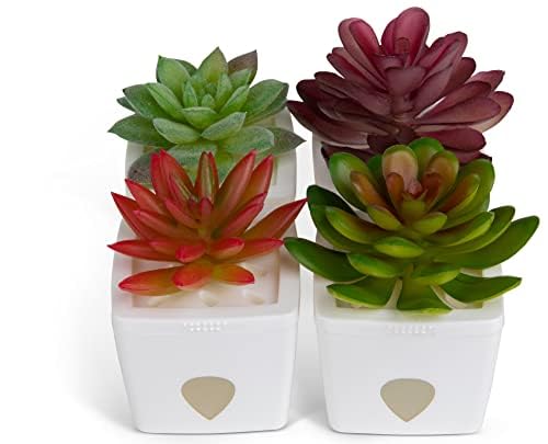 ZendoZones Succulent Fruit Fly Trap – Red Design with White Base – Eco-Friendly Indoor Fruit Fly Control – Easy-to-Use Decorative Trap - size: 1-Pack