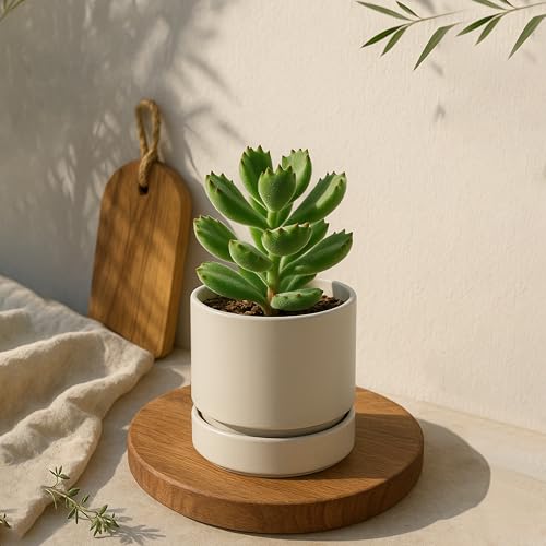 Phoenix Vine 4 Inch Planter Pot with Drainage Hole & Saucer, Deep Water Catch Tray, Straight Cylindrical Round Pot for Plants, Oatmeal, Pack of 2, 23-E-R-2 - color: Oatmeal, size: 4" (2 Pack)