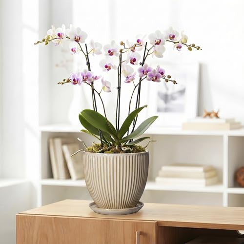 8 Inch Pots for Plants, Ceramic Planter with Saucer, Beige - color: Beige, size: 8 Inch
