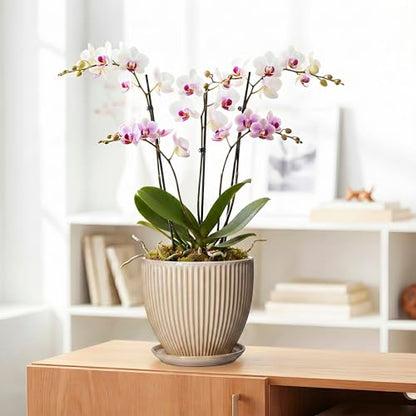 8 Inch Pots for Plants, Ceramic Planter with Saucer, Beige - color: Beige, size: 8 Inch