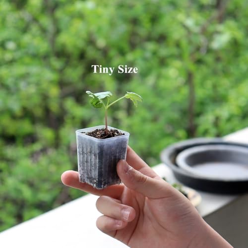 300 Pack 1.55 Inch Tiny Clear Plastic Square Nursery and Seedling Pot, Mini Transplant Seed Starter Planter with Drain Hole for Germination, Herb, Succulent - color: Clear