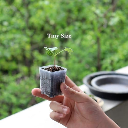 300 Pack 1.55 Inch Tiny Clear Plastic Square Nursery and Seedling Pot, Mini Transplant Seed Starter Planter with Drain Hole for Germination, Herb, Succulent - color: Clear