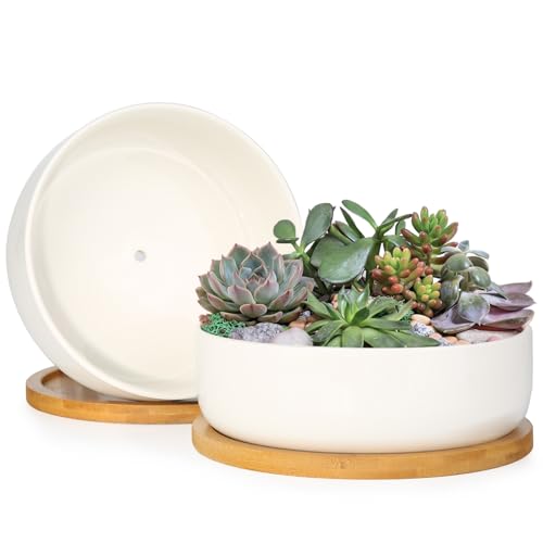 ZOUTOG 2 Pack 6" Ceramic Succulent Pots, White Planters with Drainage Tray - color: 2 Pack, size: 2.28 Inch High