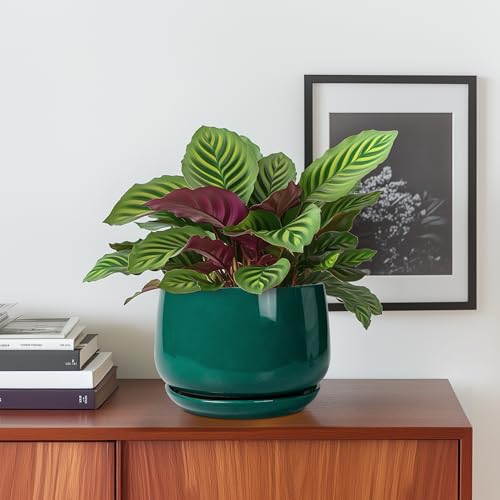 G EPGardening 6 Inch Plant Pot - Ceramic Planter for Indoor Plants, Round Planter with Drainage and Ceramic Tray, Flower Pots for Outdoor, Modern House Decor, Gift for Men Women, Green - color: Blackish Green, size: 5 Inch