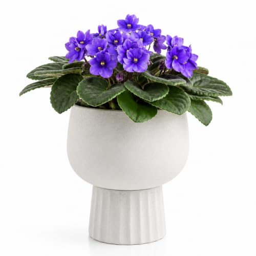Self Watering Pots for Indoor Plants, 6 Inch Ceramic African Violet Pot - color: White 6″