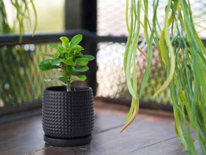 D'vine Dev Beaded Ceramic Pot with Saucer, 4 in, Ebony Matte, 27-C-Z-6 - color: Ebony Matte, size: 4.3 Inch