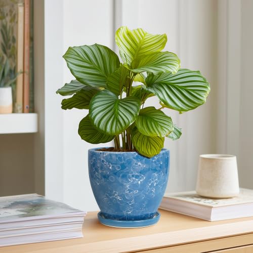 6 Inch Ceramic Plant Pot - Ceramic Planters Indoor, Blue - color: Sky Blue, size: 6 Inch