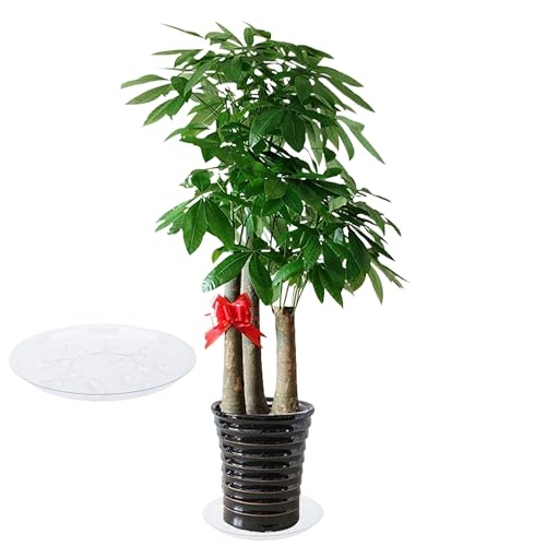 6 Pack Clear PET Plant Drip Tray Plastic Heavy Duty Plant Saucer Drip Trays for pots,Plate Water Catcher, Plant Drainage Tray (14") - size: 14 inch