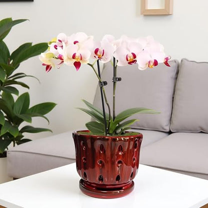 Ceramic Orchid Pot with Drainage Hole 6'' Orchid Planter (Red) - color: Red