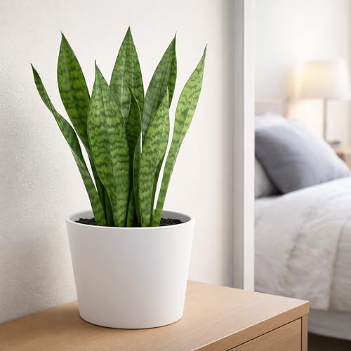 Phoenix Vine 6.6 Inch White Plastic Cachepot with Clear Nursery Pot, Decorative Lightweight Planter Cover with Transparent Inner Pot for Indoor Houseplants, Pack of 1, 24-C-D-1 - color: Matte White, size: 6.6" (1 Pack)