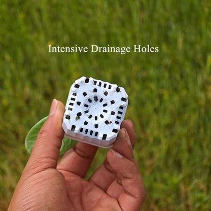 60 Pack 1.95 Inch Tiny White Plastic Square Nursery and Seedling Pot, Mini Deep Transplant Seed Starter Planter with Drain Hole for Germination, Herb, Succulent - color: White