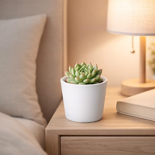 Phoenix Vine 3.5 Inch White Plastic Cachepot with Clear Nursery Pot, Decorative Lightweight Planter Cover with Transparent Inner Pot for Indoor Houseplants, Pack of 8, 24-A-D-8 - color: Matte White, size: 3.5" (8 Pack)