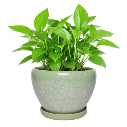 Ceramic Planter with Saucer for Indoor Outdoor Plants (Snow Green) - color: Snow Green, size: 8.7 Inch