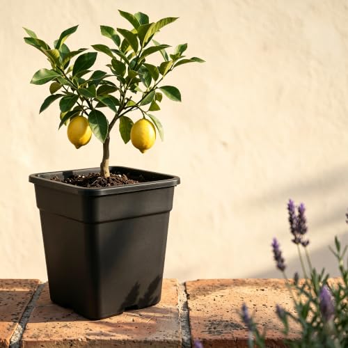 MOUYAT 6 Pack 10 Gallon Large Square Nursery Pots, 14 x 14 Inch Plastic Garden Planter for Planting Flowers, Black - color: Black, size: 6 Pack 10 Gallon