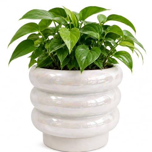 6 Inch Ceramic Plant Pots for Indoor Plants, Planter with Drainage - color: White, size: 6 Inch (Single)