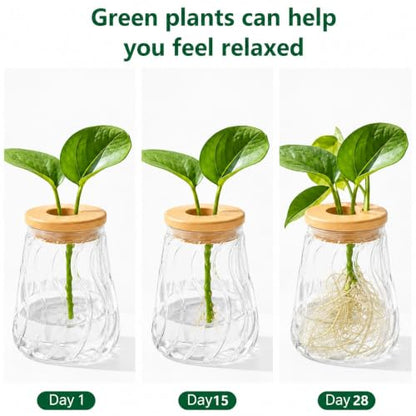 Desktop Plant Hydroponic Vases, Water Plant Jars, Gardening Gifts for Office and Home, Outdoor, Transparent Glacier Pattern - color: Transparent Glacier Pattern