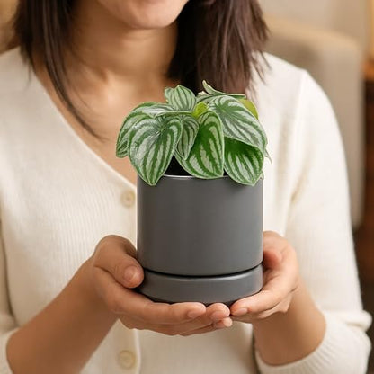 D'vine Dev 2-Pack Ceramic Pots with Saucers, Grey, 4.7 in, 94-V-B-3 - color: Gray, size: 4.7 Inch