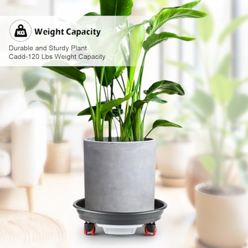 RooTrimmer 13 Inch Plant Stand Rolling Tray Plant Caddy with Wheels and Removable Drainage Holes and Drip Tray Plant Dolly for Heavy Duty Large Plants Rollers (2 Pack) - size: 13.4 In