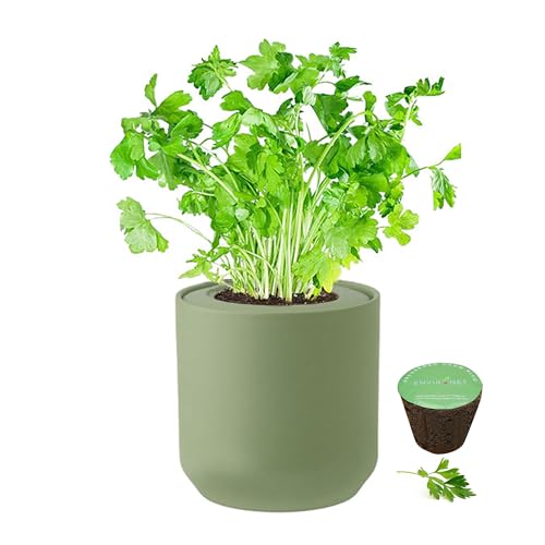 Hydroponic Herb Growing Kit, Self-Watering Kitchen Herb Garden Starter Kit with Green Ceramic Pot and Seeds (Parsley) - color: Parsley