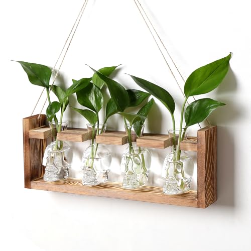 Plant Propagation Stations Halloween Skull Plant Terrarium Kit - color: Transparent