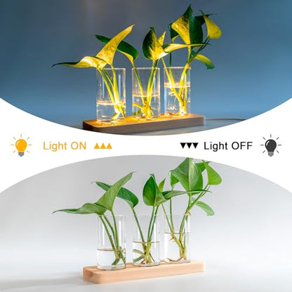 3 Pcs Plant Propagation Terrarium with Wooden Stand