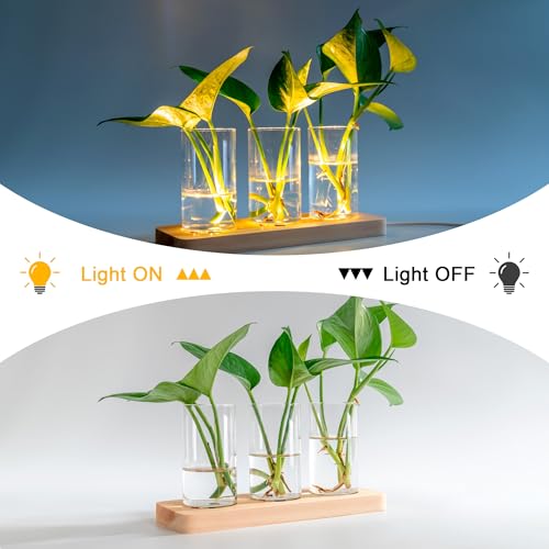 3 Pcs Plant Propagation Terrarium with Wooden Stand