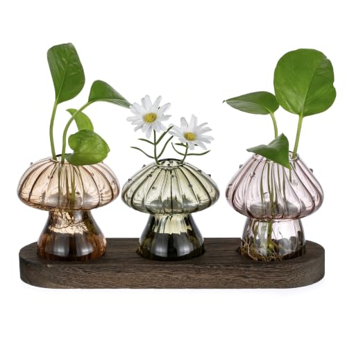 Glasseam Mushroom Plant Propagation Station: 3 Pcs Glass Terrarium Jar - color: Fall-colored, size: 3Pcs