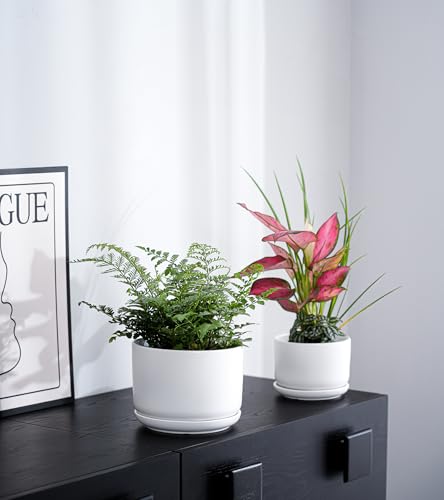 White Plant Pots,Ceramic Flower Pots Set of 3 with Drainage Holes(Matte) - color: Matte White